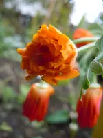 Mohn049.webp