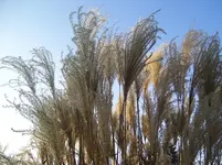 Gartenoktober2011 088.webp