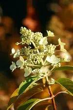 eine letzte Rispenhortensie_kleiner.webp
