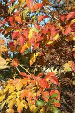 Herbstlaub_kleiner.webp