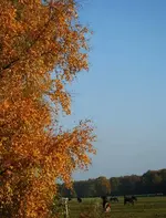 güldene Birke_kleiner.webp