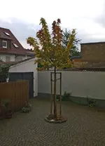 Kugelahorn.webp
