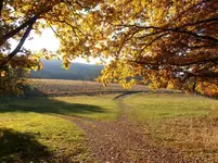 PA310268.webp