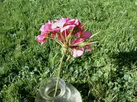 PIC_0039.webp