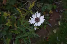 DSC07017.webp