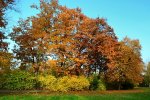 DSC_3878 Herbstbäume.jpg