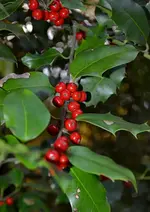 DSC_4025 Ilex.webp