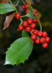 DSC_4028 Ilex.jpg