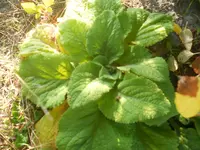 DSCN1062.webp