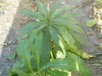 DSCN1067.webp