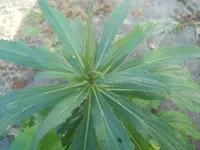 DSCN1068.webp