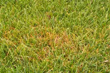 100_1918.webp