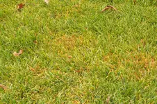 100_1917.webp