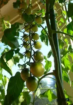 1_11_III.webp