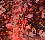 DSC_4074 Cotoneaster Beeren.jpg