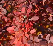 DSC_4074 Cotoneaster Beeren.webp