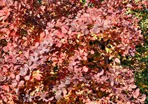 DSC_4070 Cotoneaster Herbstfärbung.webp