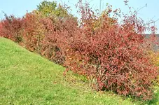DSC_4119 rote Hecke.webp