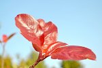 DSC_4080 Blätter Herbstfärbung.jpg