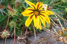 Blüte.webp