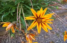 Blüte 1.webp