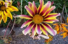 Blüte 2.webp