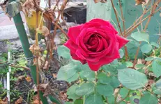 Rose.webp
