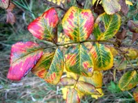 035.webp