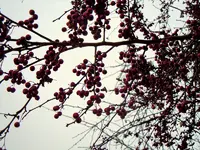 036.webp