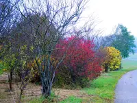 040.webp