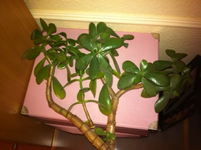 Foto 1.webp