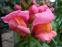 014.webp
