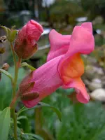 013.webp
