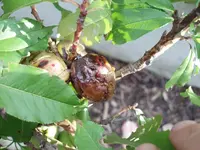 P8220141-2.webp
