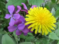 Copy of IMG_7009 v.webp
