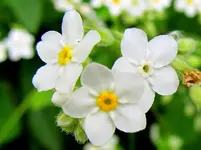 IMG_7006 o v.webp