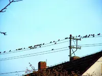 Stare143.webp
