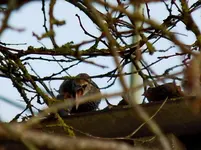 Stare142.webp