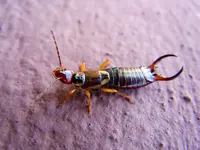 Ohrwurm290.webp