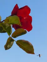 Rosen178.webp