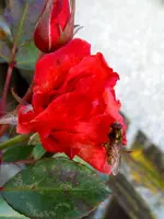 Rosen160.webp