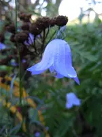 Glockenblumen310.webp