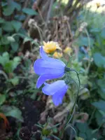 Glockenblumen313.webp