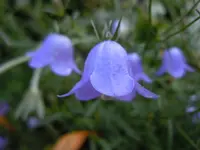 Glockenblumen325.webp