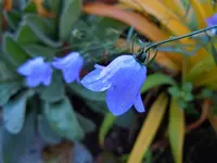 Glockenblumen332.webp