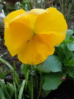 Marienkäferparate003.webp