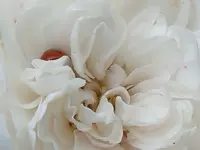 Marienkäferparate002.webp