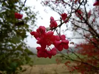 041.webp