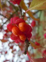 046.webp