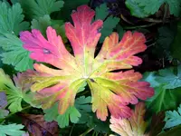 Herbstlaub193.webp
